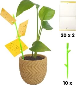 Aniway® - Fruitvliegjes Vanger - 40 Stuks (20 X 2) - Rouwvliegjes Bestrijden - Rouwvliegjes - Sterke Kleefkracht - Voor Buiten En Binnen