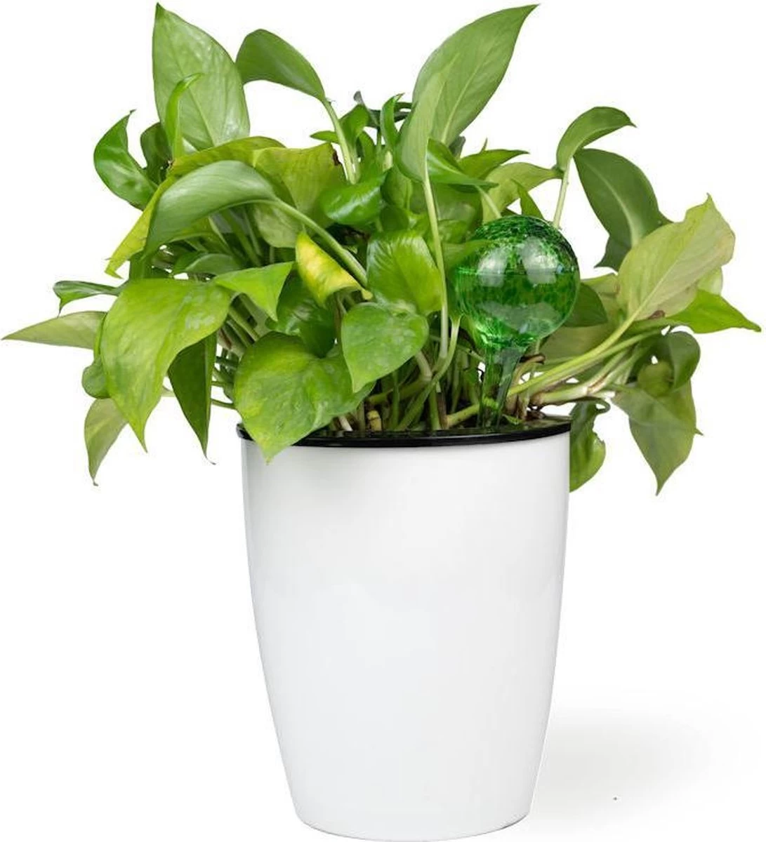 Merkloos Decopatent® 4 Stuks - Waterdruppelaar Voor Planten - Watergever - Glas - Waterbollen - Watergeefsysteem - Plantenbollen - Groen - Image 6