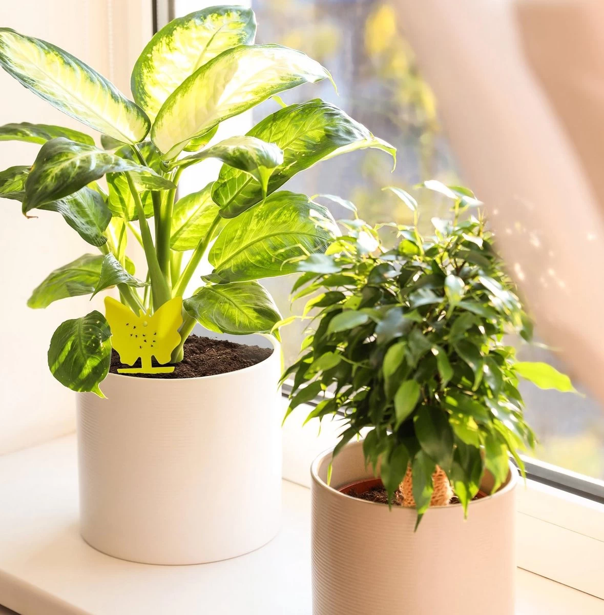 Rouwvliegjes Bestrijden 15 Stuks - Vliegenvanger - Insectenvanger - Lijmval - Vangplaten - Plak Klavertjes Tegen Rouwvliegen En Trips - Vangkaarten - Hebron® - Image 4