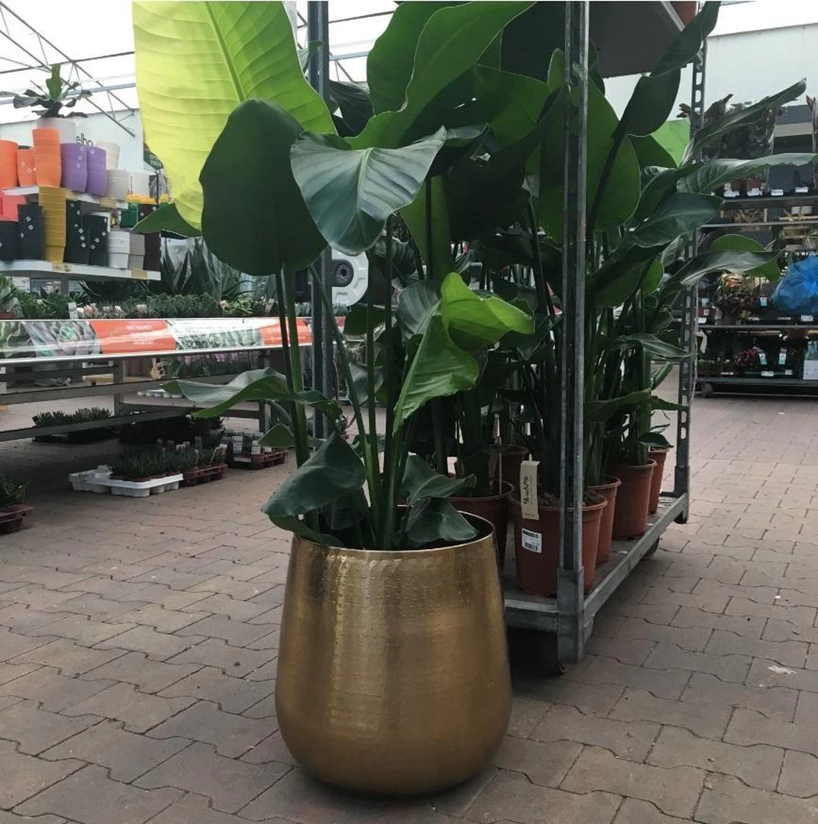 Gina Da Bloempot Karakter Goud - XL - Image 3