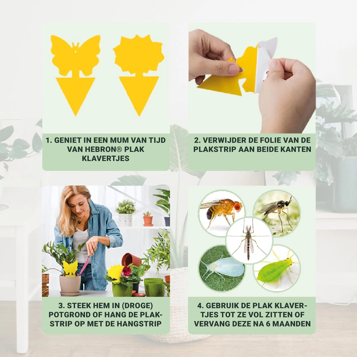 Rouwvliegjes Bestrijden 15 Stuks - Vliegenvanger - Insectenvanger - Lijmval - Vangplaten - Plak Klavertjes Tegen Rouwvliegen En Trips - Vangkaarten - Hebron® - Image 6