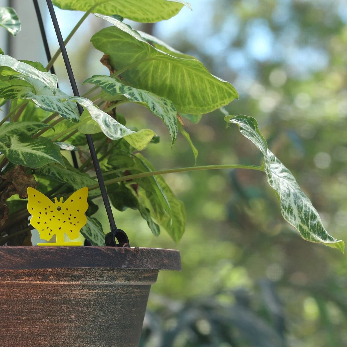Rouwvliegjes Bestrijden 15 Stuks - Vliegenvanger - Insectenvanger - Lijmval - Vangplaten - Plak Klavertjes Tegen Rouwvliegen En Trips - Vangkaarten - Hebron® - Image 7