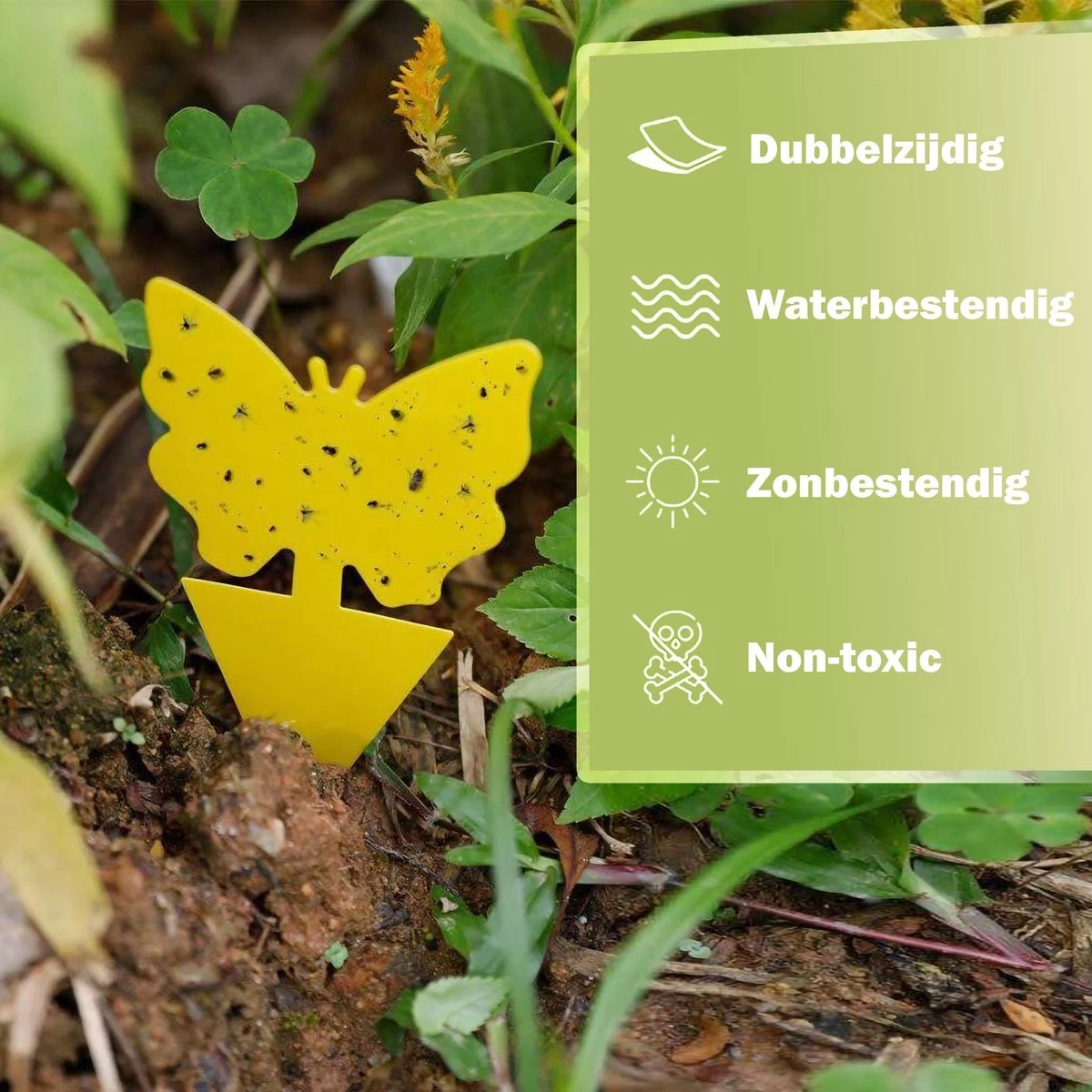 Merkloos Rouwvliegjes Bestrijden - Fruitvliegjes Vanger - Vliegenvanger - 24 Stuks - Image 2