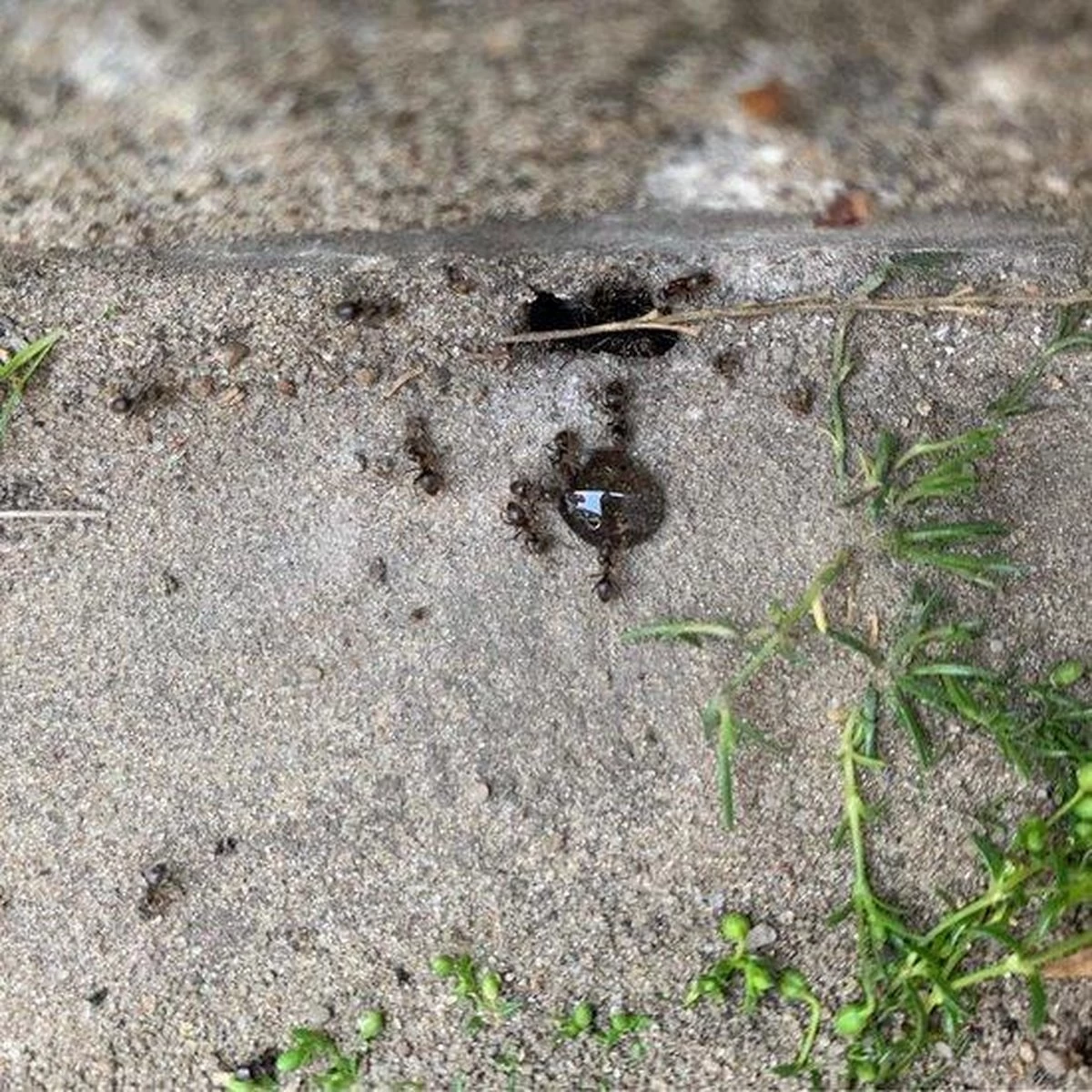 HomeGard Mierengel Gif In Spuittube 10 Gram - Image 2