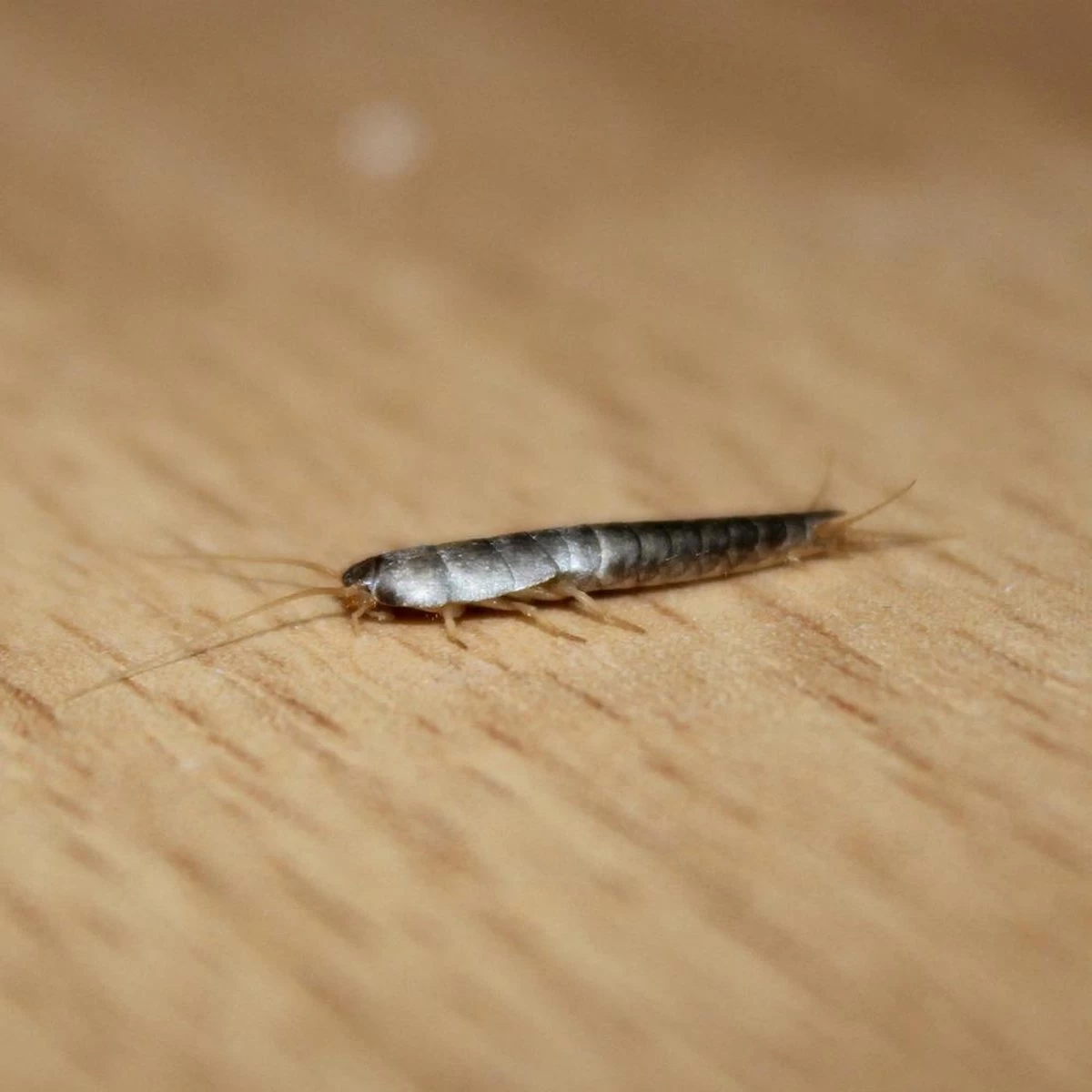 HGX Spray Tegen Zilvervisjes - 13463N - 400ml - Effectief Tegen Zilvervisjes - Vlekvrij - Werkt Tot 6 Weken - Image 3