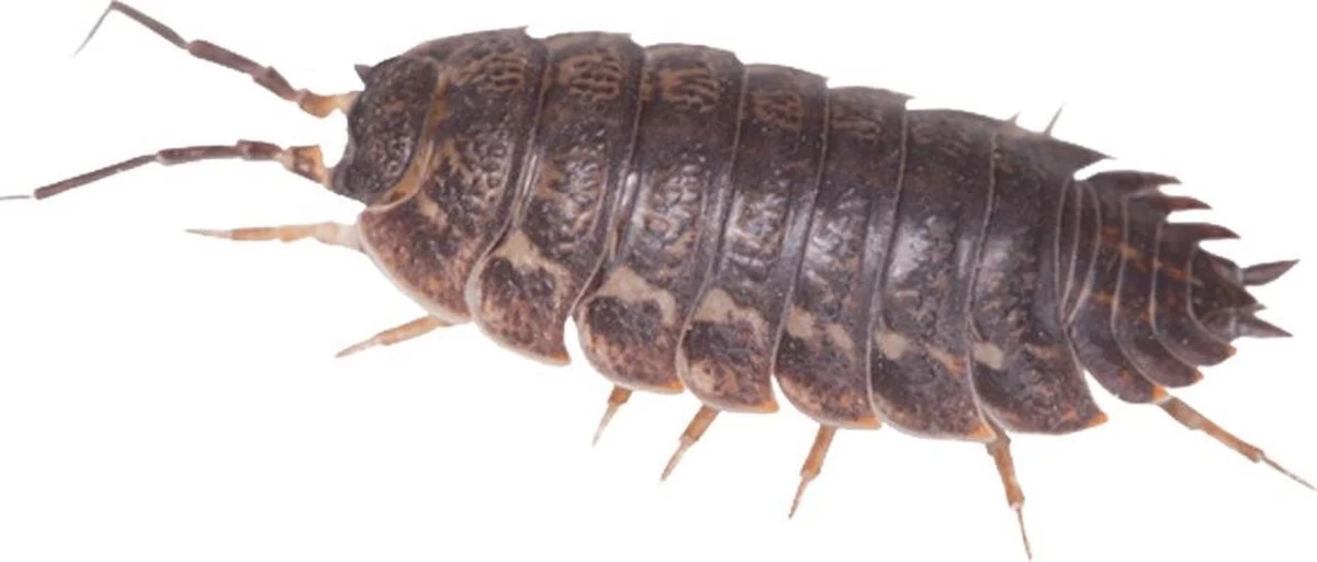 HGX Spray Tegen Kruipend Ongedierte - 12910N - 400ml - Zeer Krachtig Middel - Vlekvrij - Werkt Tot 6 Weken - Image 3