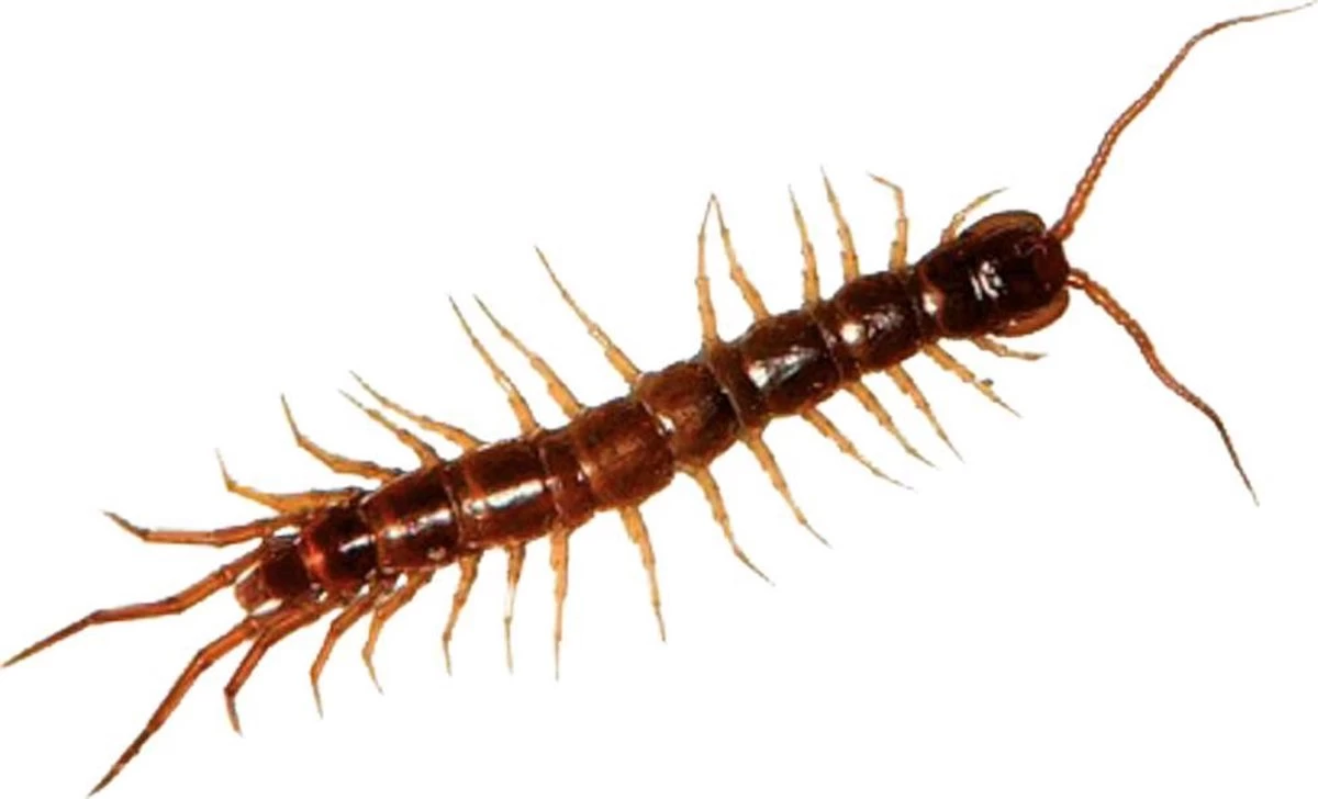 HGX Spray Tegen Kruipend Ongedierte - 12910N - 400ml - Zeer Krachtig Middel - Vlekvrij - Werkt Tot 6 Weken - Image 5