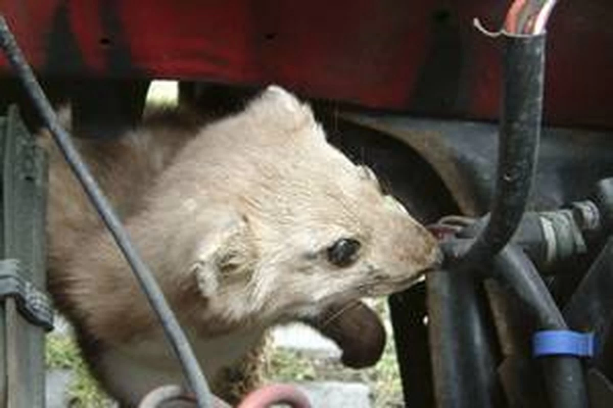 Motip Anti-marterspray - 500 Ml. - Image 3