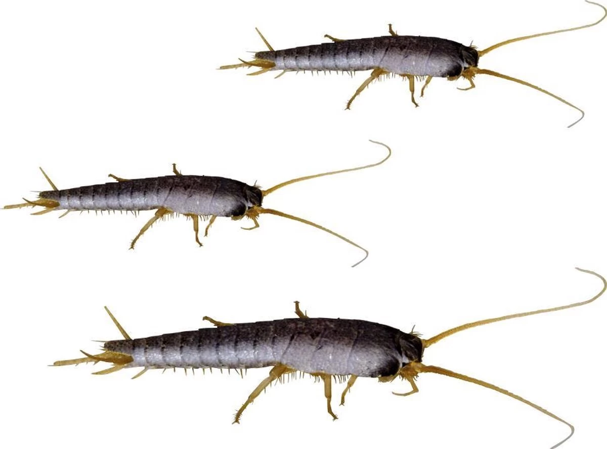 HGX Spray Tegen Zilvervisjes - 13463N - 400ml - Effectief Tegen Zilvervisjes - Vlekvrij - Werkt Tot 6 Weken - Image 4