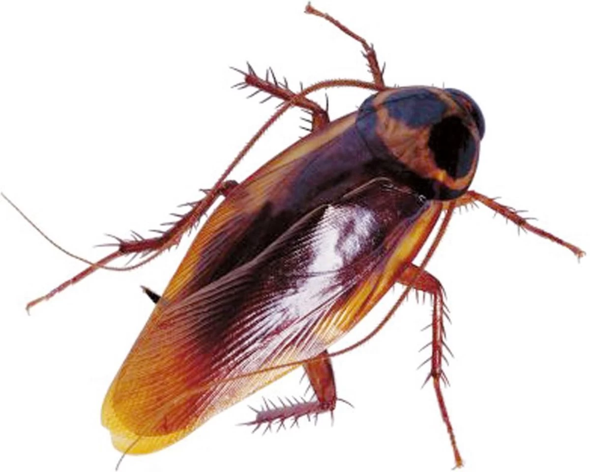 HGX Spray Tegen Kruipend Ongedierte - 12910N - 400ml - Zeer Krachtig Middel - Vlekvrij - Werkt Tot 6 Weken - Image 4