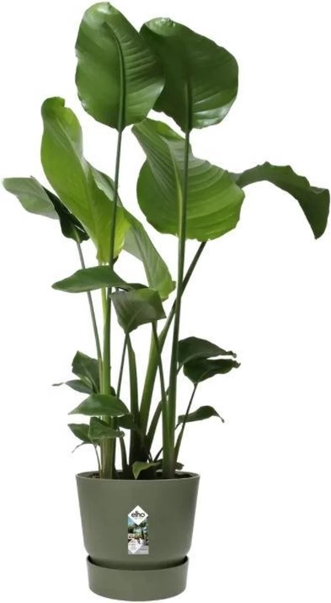 Elho Greenville Rond 30 - Grote Bloempot Voor Buiten - Gemaakt Van Gereycled Plastic - Ø 29.5 X H 27.8 Cm - Blad Groen - Image 2