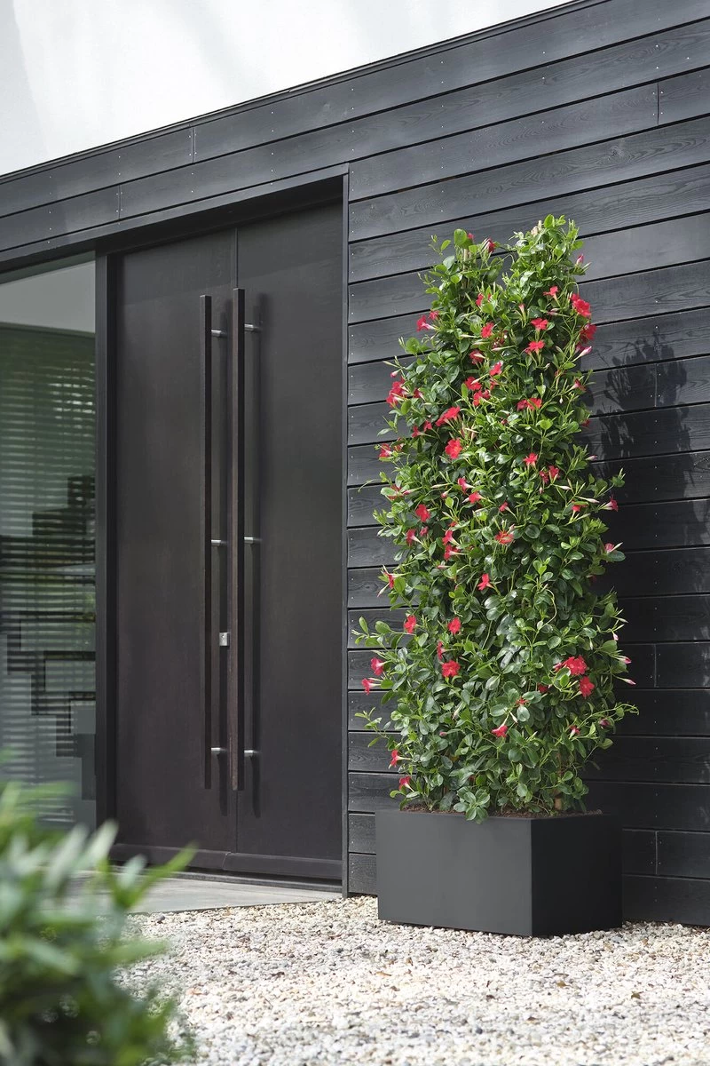 Elho Vivo Next Lang 60 - Bloempot Voor Binnen & Buiten - Ø 59.0 X H 29.2 Cm - Zwart/Living Black - Image 4