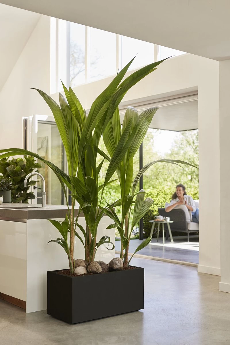 Elho Vivo Next Lang 60 - Bloempot Voor Binnen & Buiten - Ø 59.0 X H 29.2 Cm - Zwart/Living Black - Image 5