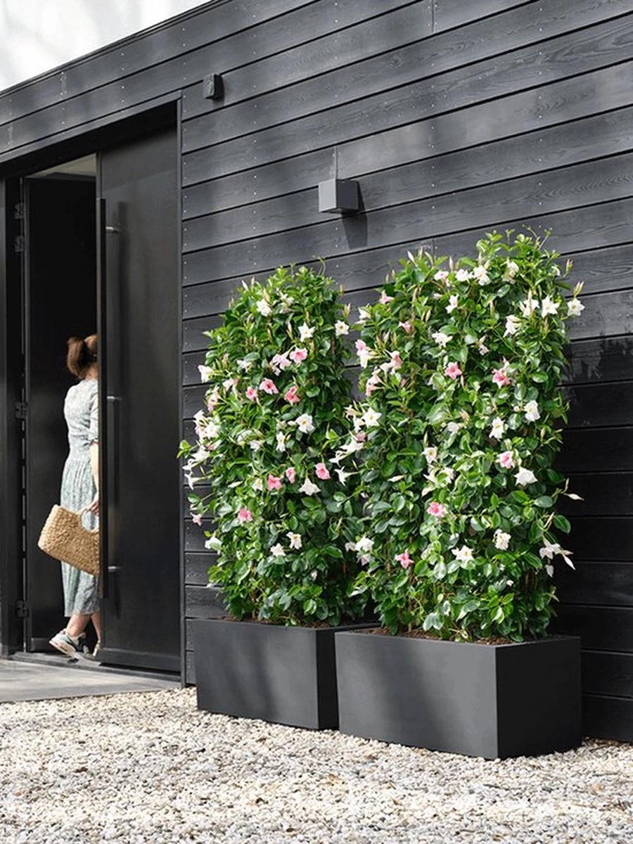 Elho Vivo Next Lang 60 - Bloempot Voor Binnen & Buiten - Ø 59.0 X H 29.2 Cm - Zwart/Living Black - Image 8